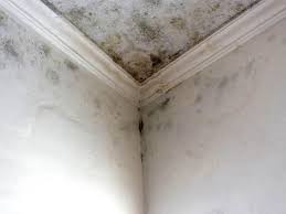 Best Mold Odor Removal Services in Jamestown, ND