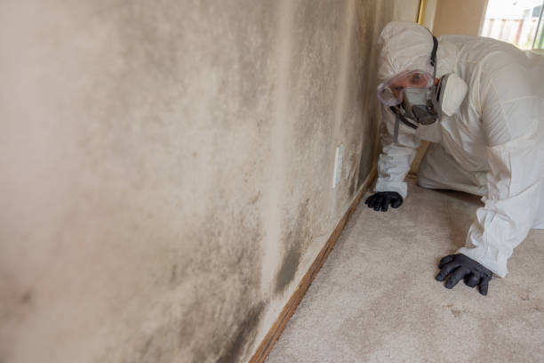 Best Basement Mold Removal in Jamestown, ND